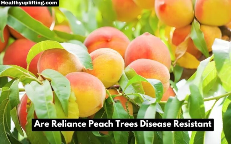 Are Reliance Peach Trees Disease Resistant