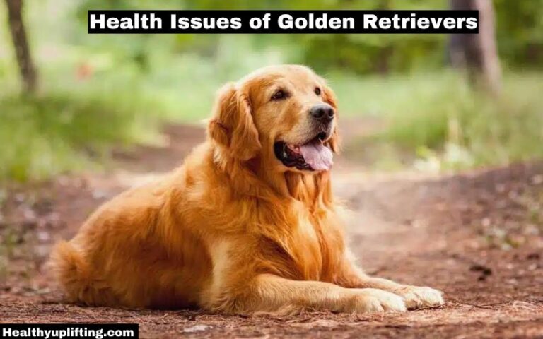 Health Issues of Golden Retrievers