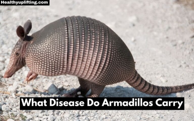 What Disease Do Armadillos Carry