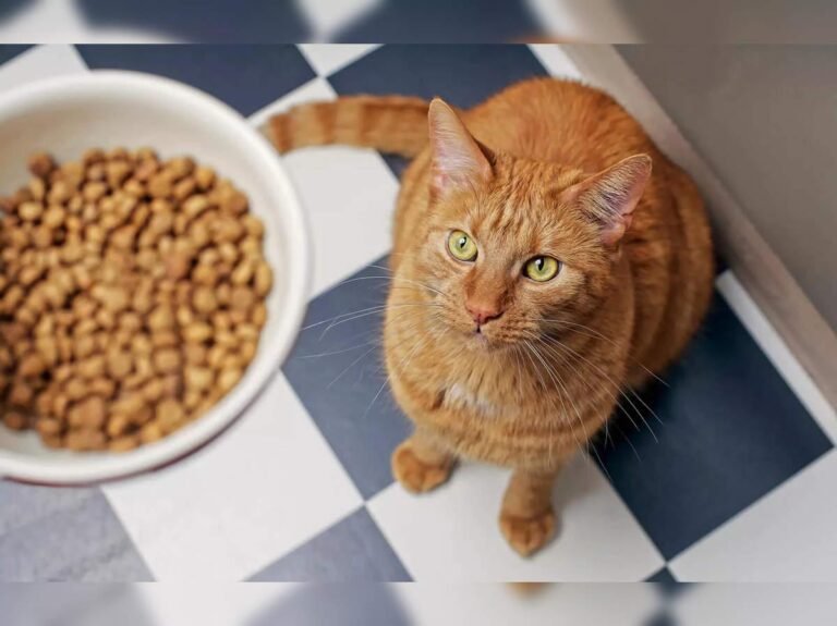 Smart Tips for Selecting the Best Cat Food 