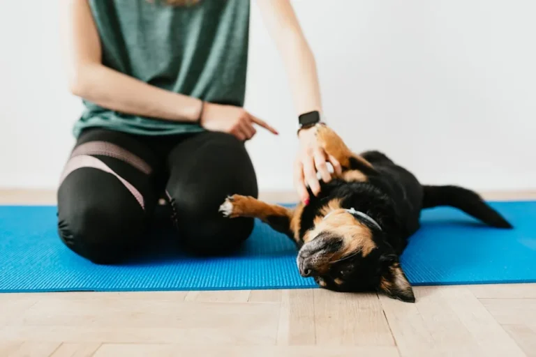 Preparing Your Dog for Training: Tips for First-Time Pet Owners