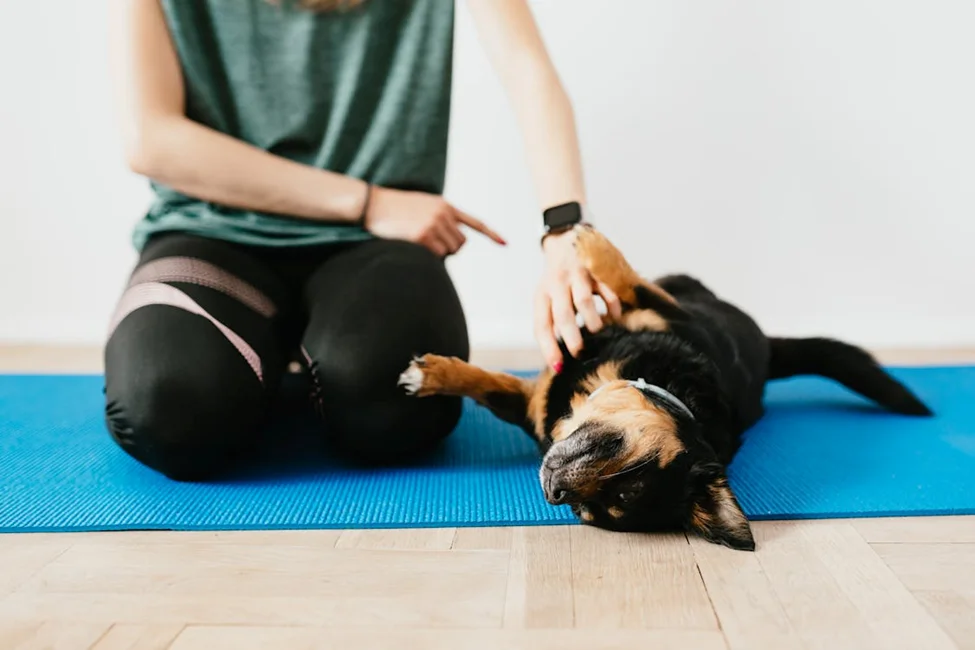 Preparing Your Dog for Training: Tips for First-Time Pet Owners