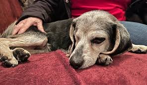 Does Euthanasia Hurt Dogs and How to Ensure a Painless Goodbye?